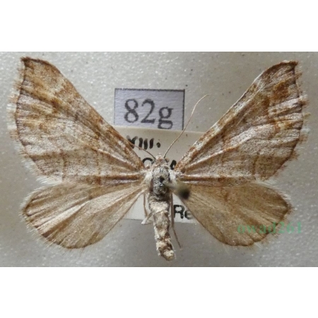 Carsia sororiata (Hübner, 1813) Niekrocz bagniczek Czech82g
